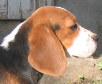             BEAGLE s ANGOL BULLDOG kennel